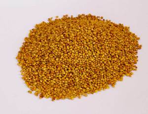Graines de trèfle berseem - Product Image 1