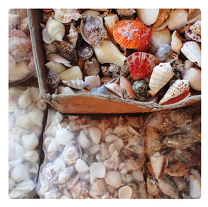 Conchas marinas naturales a granel para manualidades, recuerdos y decoración del hogar - Product Image 1