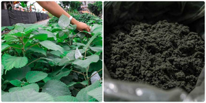 Polvo Fino de Hoja de Ramio para Repostería Tradicional y Procesamiento de Alimentos, Suministro a Granel, Exportador de Vietnam 4 ANGLE - Product Image 4