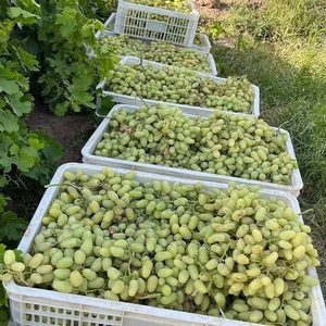 Uvas Verdes Frescas de Granja Disponibles para Compra Comercial con Textura Crujiente, Dulzura Natural y Apariencia Fresca Atractiva - Product Image 6