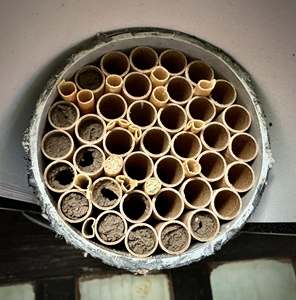 Tube nidificatoire creux Eco2go Vietnam en bambou naturel pour l'élevage des abeilles solitaires et des insectes - Product Image 1