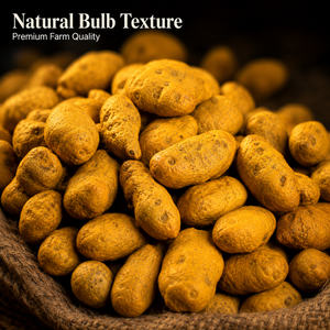 Bulbes de curcuma de Salem |   Haldi entier pour la fabrication de poudre de curry, le traitement des épices, l'ingrédient alimentaire et le matériau de broyage - Product Image 3