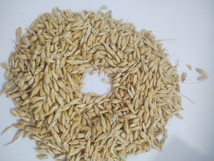 Grains d'orge de qualité standard, riches en énergie et en protéines, pour l'alimentation des bovins, du bétail et des animaux laitiers - Product Image 4