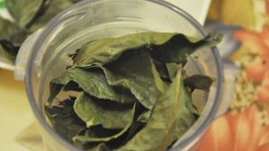 Feuilles de goyavier séchées très demandées pour la perte de poids, le soin de l'acné et le soulagement de la toux, sac PP de 40 kg, 50 sacs/20 pieds conteneurs, Viet Delta, 24 mois - Product Image 2