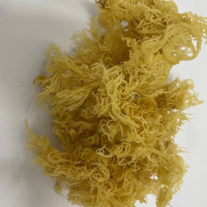 สาหร่ายทะเลไอริชออร์แกนิก 100% - สาหร่ายทะเลไอริชโกลเด้น ไม่มีเกลือ /Ms. ลิมา - Product Image 1