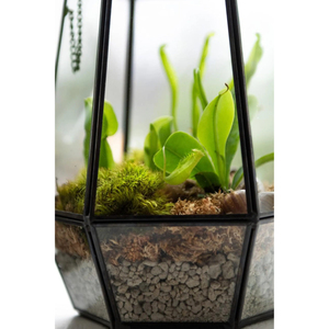Terrario de Vidrio Miniatura de Diseño Único al por Mayor con Marco Metálico Dorado para Colgar en la Pared, Accesorios de Decoración para el Hogar - Product Image 5