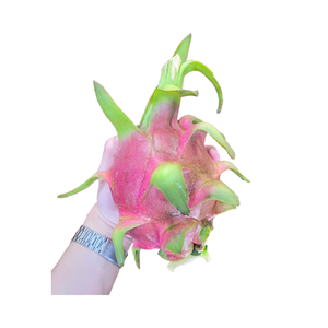 Beste prijs Superverse Witte Dragon Fruit Biologisch Global GAP Vietnam Oorsprong Tropisch Fruit Export Hoge Kwaliteit 60 dagen