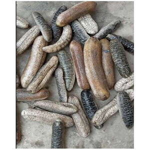 Pepino de mar seco del Reino Unido / Suministro a granel de pepino de mar fresco - Product Image 2