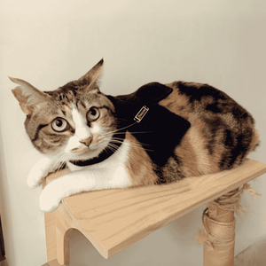 Bufanda de perro de felpa de tela cálida de invierno OEM ODM a juego con suéter - Product Image 2