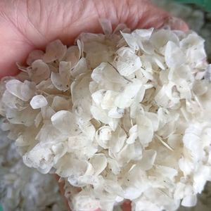 เกล็ดปลาแห้งคุณภาพสูง ผลิตภัณฑ์อาหารทะเลพรีเมียมสำหรับการส่งออก - Product Image 2