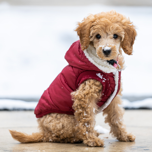 Chaqueta suave impermeable para perros Abrigo de invierno para mascotas para razas pequeñas y medianas OEM Export Vietnam - Product Image 3