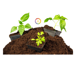 Fibra de coco económica: bloque de turba de coco exportado de Vietnam, turba de coco Low EC, adecuado para jardinería, industria 2025 - Product Image 2