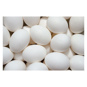 Fournisseur en gros d'œufs de poulet blancs frais naturels, œufs de qualité supérieure, emballage en vrac pour les acheteurs internationaux - Product Image 6