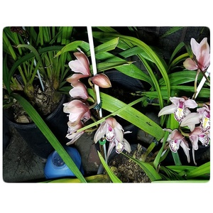 Garden Stakes 48 Inch Solid Glass Fiber Plant Support <b>Rod</b> - Product Image 6