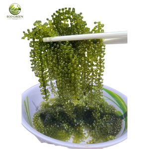 Alga Marina Verde Natural, Umibudo Salado, Exportación a Granel, Uvas de Mar Deshidratadas, Alga Marina de Vietnam de Primera Calidad - Product Image 5