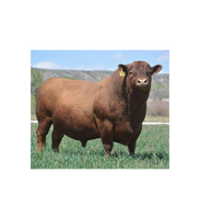 Fournisseur en gros de bétail Red Angus pour les éleveurs et les entreprises agricoles