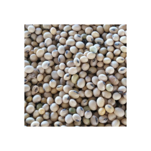 ถั่วเหลืองสีเหลืองคุณภาพสูงเกรดพรีเมียมสำหรับส่งออกอาหาร - Product Image 2