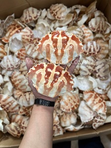 Grandes coquilles de crabe entières séchées 100% naturelles pour les restaurants de fruits de mer et de cuisine farcie - Product Image 6