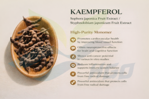 Fourniture directe d'usine par HGO d'extrait de fruit de Sophora japonica naturel pur/extrait de fruit de Styphnolobium japonicum Kaempferol 90% - Product Image 4