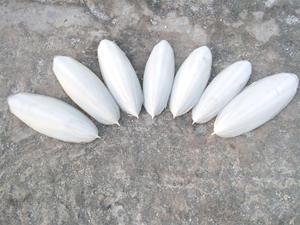 Premium Vietnam Cuttlefish Bone Body Dried Grade High Quality Bulk Wholesale Supply for Pet Stores Bird Accessories Global - Product Image 5
