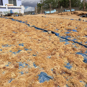 Musgo marino vietnamita de alta calidad en hojas enteras para postres tradicionales de gelatina y para preparar refrescantes mezclas de bebidas de verano. - Product Image 5