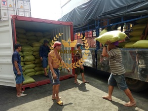 Vente en gros au Viet Nam d'algues séchées grillées (Laver verte Aonori Ulva Lactuca) flocons de laitue de mer séchée en poudre alimentation de haute qualité - Product Image 6