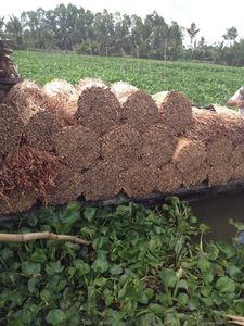 Fabricant vietnamien de jacinthe d'eau : Fibres naturelles pour la production de paniers, de tapis et de meubles 15 ANGLE - Product Image 2