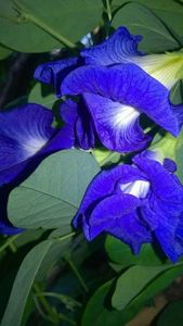 Clean EXPAD Vietnam Organic Vacuum Pack Dried Butterfly Pea Flowers Natural Blue Petals Herbal <b>Slimming</b> Beverage <b>Tea</b> 18 Months - Product Image 2
