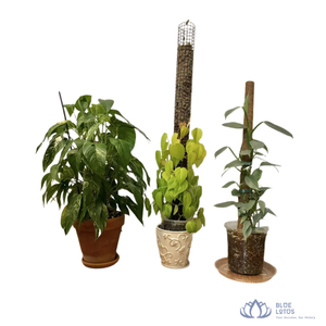 [VENTE CHAUDE] BLUE LOTUS FARM Vivian Vo Piquet de soutien écologique en fibre de coco pour plantes grimpantes d'intérieur, Fournitures de jardin - Product Image 1