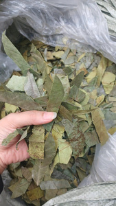 Feuilles de Graviola Séchées 100% Naturelles, Qualité Supérieure, Emballage Sous Vide, Idéales pour Boissons et Infusions, Récolte Fraîche, Durée de Conservation 24 Mois, Prix Abordable - Product Image 6