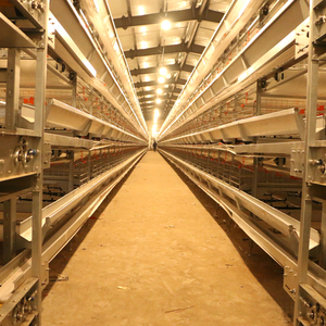 Intelligentes Schicht käfigs ystem vom Typ Bangchi H Automat isierte Fütterung und Eier sammlung Neuer Zustand - Product Image 3