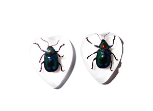 Escarabajo de Hoja Brillante, Espécimen Real, Cabujón de Plástico en Forma de Corazón 17x21 mm, Base Plana Blanca para Manualidades y Joyería - Product Image 2