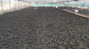 Briquettes de charbon de coco de qualité supérieure, fabriquées à la machine, en forme de coussin, pour barbecue, haute chaleur, longue durée de combustion, faible teneur en cendres, OEM - Product Image 5