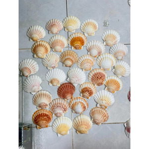 Conchas de vieira naturales, material de concha de vieira para decoración costera, artesanías y exhibición, fabricante de Vietnam. - Product Image 2