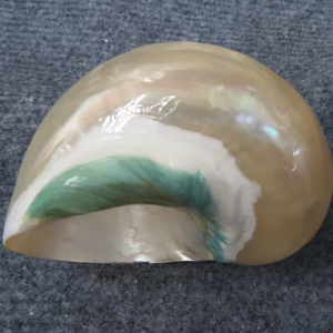 เปลือกหอยสังข์ธรรมชาติ, เปลือกหอยเทอร์โบขายดี, ผู้ส่งออกขายส่งสำหรับการตกแต่ง - Product Image 4