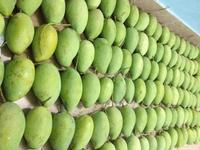 Beste Groothandel Verse Mango Uit Vietnam Hoge Kwaliteit Landbouwprijs Van Vietnam Producent 99 Goud Data Export