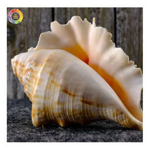 Surtido de Conchas Marinas Naturales y Púrpuras, Conchas de Cauri Tigre (Cypraea Tigris), Conchas Marinas Murex al por Mayor - Conchas de Caracol Naturales - Product Image 4