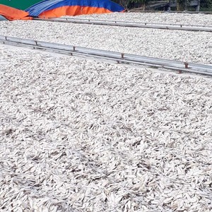 Os de seiche en gros, morceaux entiers ou brisés, 100% pur, séché au soleil, riche en calcium, exportateur du Vietnam 23 - Product Image 2