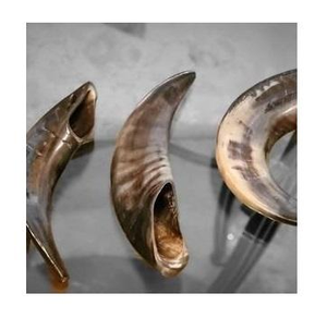 Corne de Shofar en Corne de Bœuf Naturelle Artisanale la Plus Vendue, Prix de Gros en Inde, Qualité Standard Spéciale Supérieure - Product Image 1