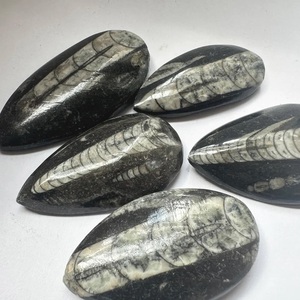 Pierre précieuse Orthocéras, Orthocéras naturel, Orthocéras de créateur, Cabochon lisse fait main, Pierres précieuses pour la fabrication de bijoux - Product Image 1