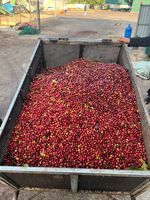 Hoogwaardige Konnai ISO-gecertificeerde A+ kwaliteit 0,5 kg City Roast neutrale smaak hele bonen koffie Vietnamese Arabica zakverpakking