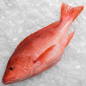 Pargo Rojo Congelado IQF de Alta Calidad, Orgánico, 20 kg, para Mercados de Mariscos, con Rico Sabor - Product Image 5