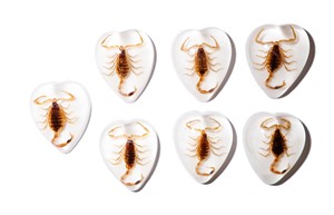Golden Scorpion Real Specimen Plastic Cabochon Heart 17x21 mm White Flat Bottom for Crafts and Jewelry Making - Product Image 6