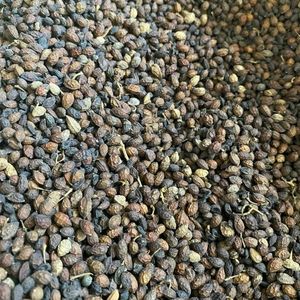 Graines de papaye séchées les plus vendues en vrac, poudre de graines de papaye crues écologiques, matière première pour la cuisine, prix de gros - Product Image 6