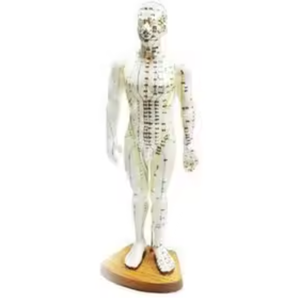 Modelo de Acupuntura Coreana para el Cuerpo Humano, Antirreumático, Masculino, Unisex, Reutilizable, Instrumento de Clase I con Certificación CE - Product Image 2
