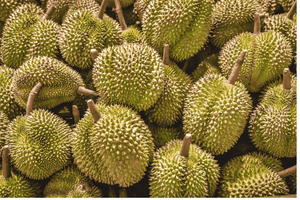 Pulpa de Durian Congelada de Vietnam (Monthong Ri6) Recién Cosechada, con Larga Vida Útil, Sabor Dulce y Disponibilidad OEM/ Sra. Lima - Product Image 4