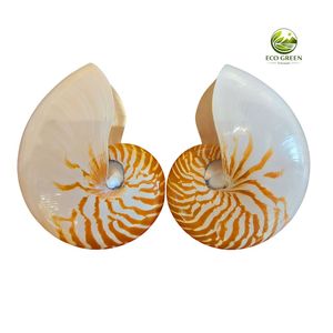 Concha de Nautilus de Lujo, Espiral Natural, Decoración Oceánica Coleccionable, Regalo Marino de Alta Calidad para Interiores Elegantes - Product Image 6