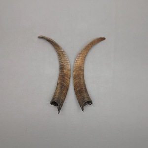 Paires de cornes de chèvre naturelles, finition rustique, écologiques, neuves, de haute qualité pour la décoration et l'artisanat - Product Image 3