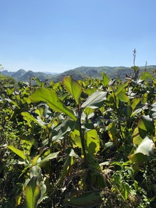Almidón de Araroto Orgánico de Alta Calidad, Sabor Natural, Ingrediente Alimentario en Bolsas, Procedente de Vietnam para Suministro a Granel - Product Image 2