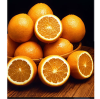 Premium verse sinaasappels, zoet en sappig citrusfruit voor gezond consumptie, groothandelslevering en wereldwijde distributienetwerken.
